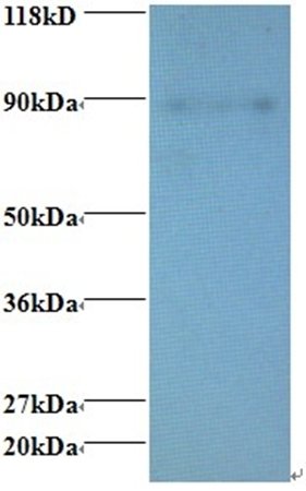 ERH Antibody, Biotin conjugated