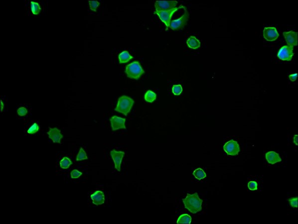 ENO1 Monoclonal Antibody