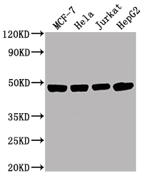 ENO1 Monoclonal Antibody
