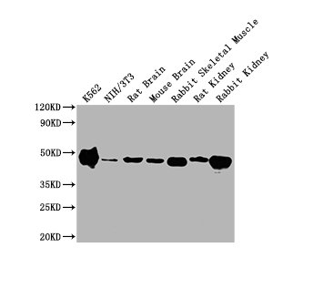 ENO1 Monoclonal Antibody