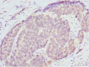 ENOX2 Antibody