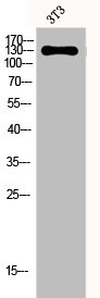 EPHA2/EPHA3/EPHA4 Antibody