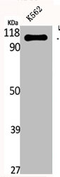 EPHA5 Antibody