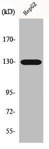 EPHA5 Antibody