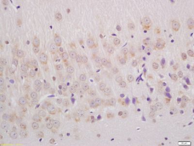 Phospho-Ephrin B (Tyr324 + Tyr329) Rabbit Polyclonal Antibody