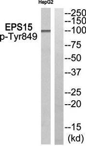 EPS15 (Phospho-Tyr849) Antibody