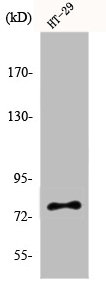 EPS8L1 Antibody