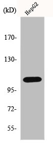 ERAP1 Antibody