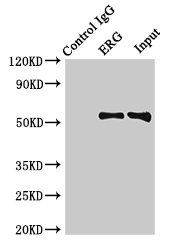 ERG Antibody