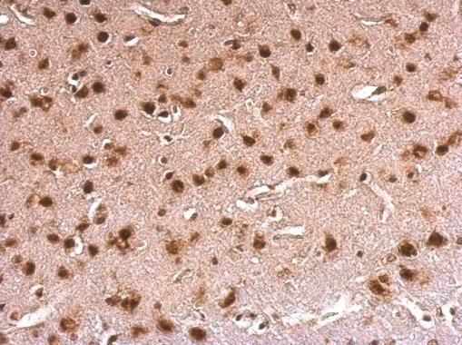 ERH antibody