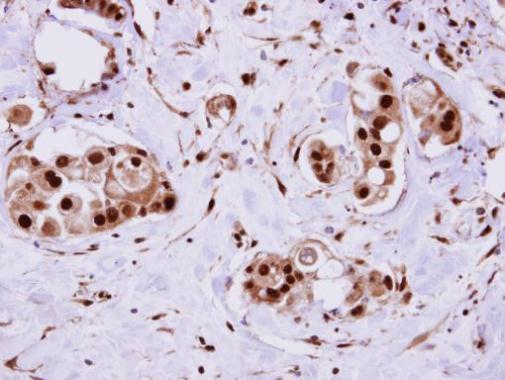 ERH antibody