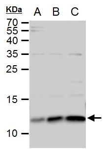 ERH antibody