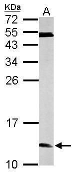 ERH antibody