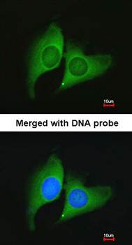 ERH antibody