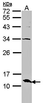 ERH antibody
