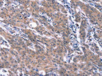 ESPL1 Antibody