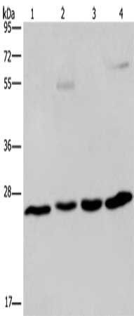 ETHE1 Antibody