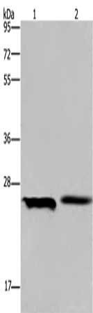 ETHE1 Antibody