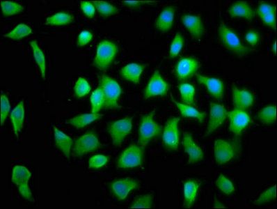 EIF4A2 Antibody
