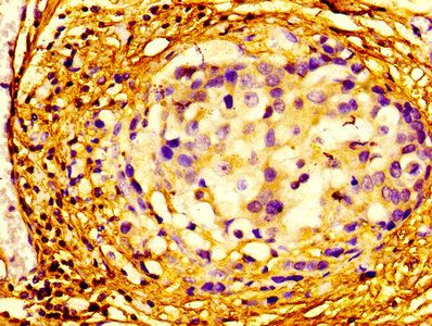 EIF4A2 Antibody