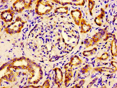 EIF4A2 Antibody
