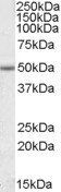 EVL Antibody