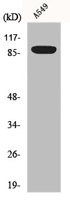 EXO1 Antibody