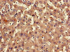 EXT2 Antibody