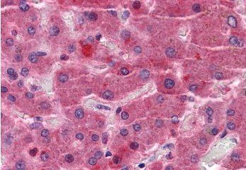 EYA4 Antibody