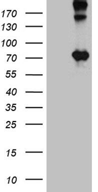 Optineurin Antibody