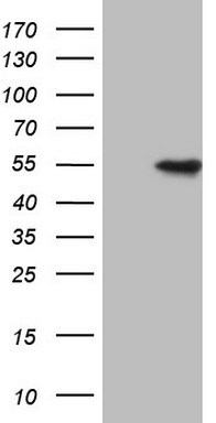 VRK1 Antibody