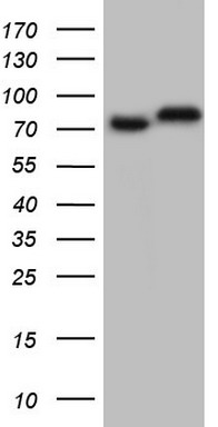 GARS1 Antibody
