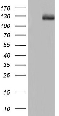 VE Cadherin Antibody