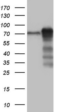 LYRIC Antibody