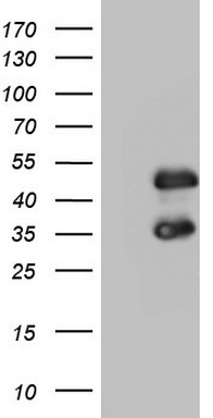 Fos B Antibody