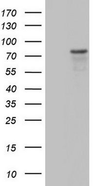 Periostin Antibody