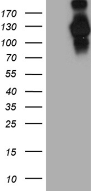 MDA5 Antibody