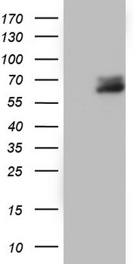 RIP3 Antibody