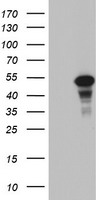 CDCA7L Antibody