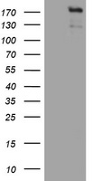 Smad Interacting Protein 1 Antibody