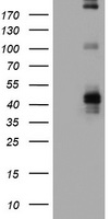 CD23 Antibody