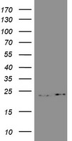 GST3 Antibody