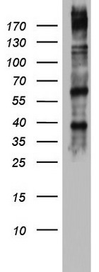 Dicer Antibody