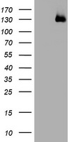 KIBRA Antibody