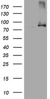 p95 NBS1 Antibody
