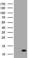 S100 alpha 6 Antibody