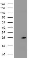 ZFAND5 Antibody