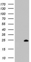 ZFAND5 Antibody