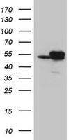 Isocitrate dehydrogenase Antibody