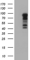 cIAP2 Antibody